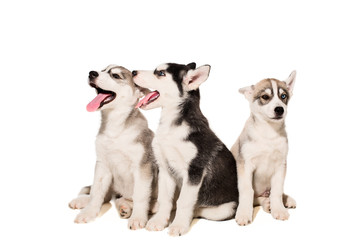 Group of puppies breed the Huskies isolated on white background