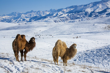 camel