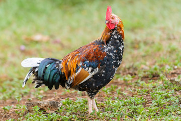 Wild Chicken in Hawaiian Islands