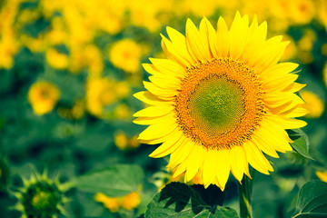 Obraz premium Close up of sunflower against a field