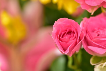 薔薇のアップ