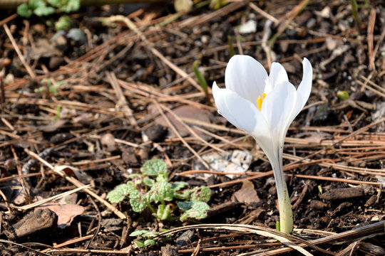 White Crocus - Crocus ancyrensis.
