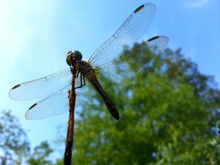 Dragonfly perched for flight