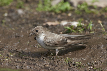 Eurasian crag martin (Ptyonoprogne rupestris)