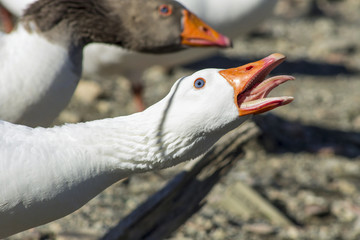 White duck attacking head