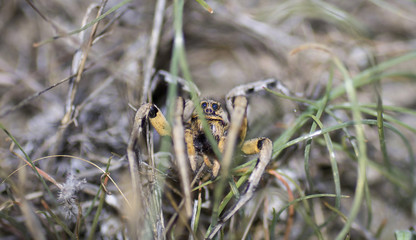Spider face on grass