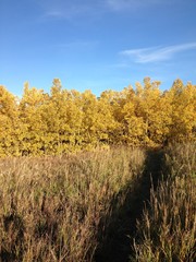 Trail through tall grass and woods in autumn