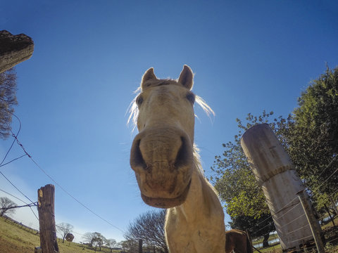 Funny horse face close-up, nose and of the muzzle view from below against the sky