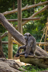 Chimpanzee in Singapore zoo