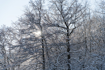 Tree stems, frosty branches of the tree on the background of the blue sky