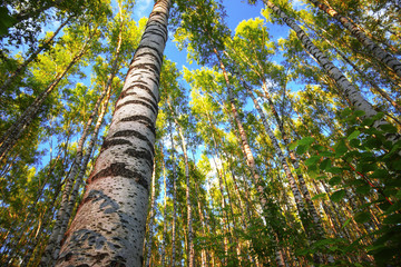 Fototapeta premium summer in sunny birch forest
