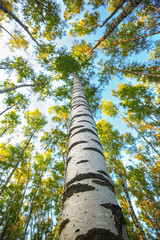 Fototapeta premium summer in sunny birch forest