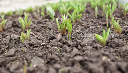 Green sprouts of tulip flowers outdoors.