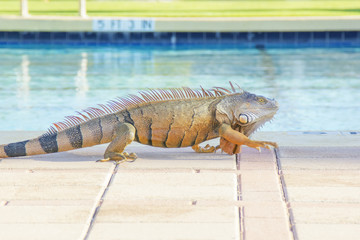 Iguana at the pool