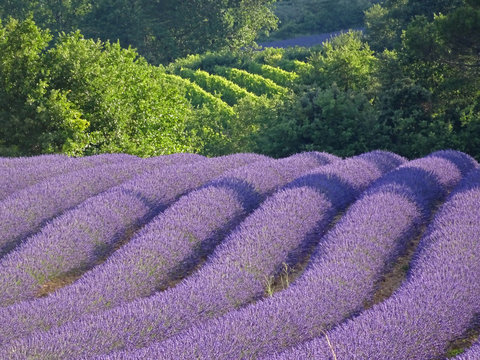 LavenderField
