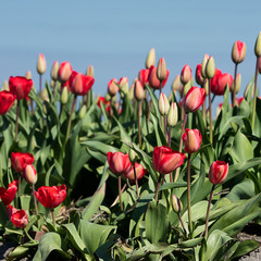 Dutch tulips