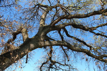 Rami di quercia