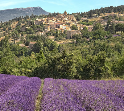 Village & Lavender