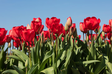 Dutch red tulips