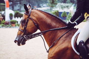 Horse Ride Hunter Jumper at Show