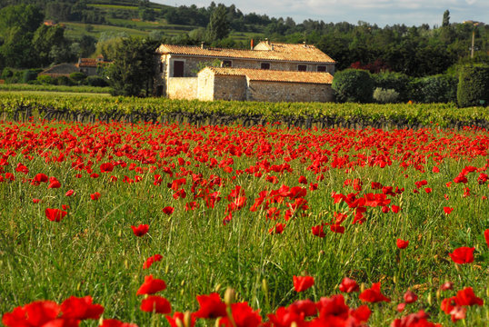 Poppie Field in Provence