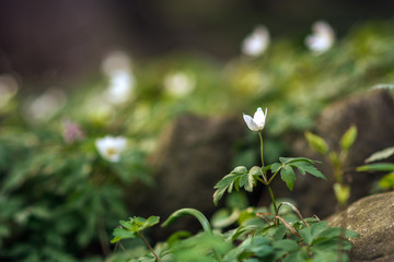 Anemone nemorosa or wood anemone, the first spring flower in the park. Poland.