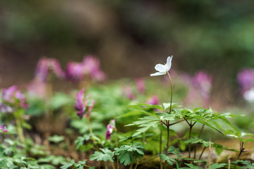 Anemone nemorosa or wood anemone, the first spring flower in the park. Poland.