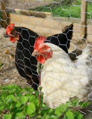 poule noire et blanche dans le poulailler derrière le grillage 