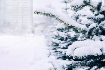 Blue spruce in snow.