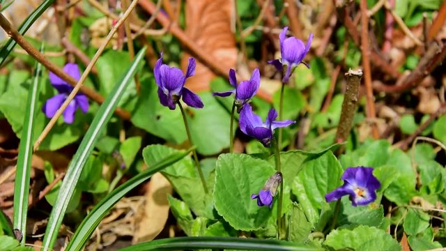Veilchenbl&uuml;ten zittern im Wind