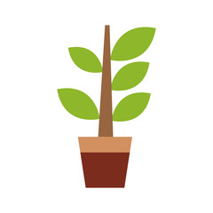 beautiful plant in a pot over white background. colorful design. vector illustration