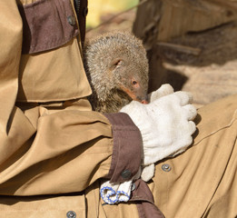 Banded mongoose (Mungos mungo) and his friend, man