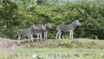 Fototapeta na wymiar group of zebras in south africa in the wild nature