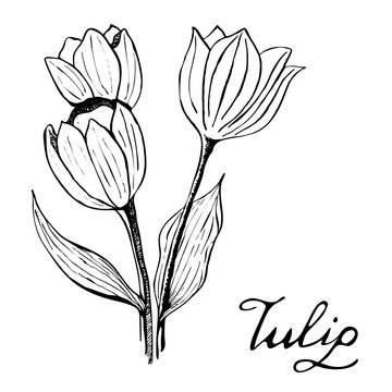 Tulip Botany Illustration