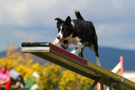 Border Collie In Agility