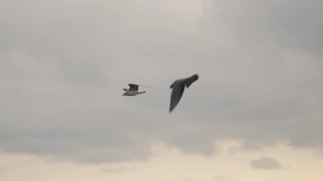 A seagull is flying against a background of murky clouds. Evening time. Slow motion,high speed camera 120 fps