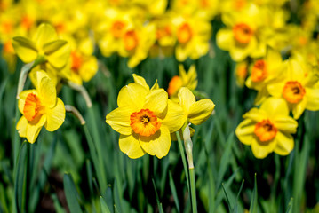 Outdoor shot of yellow daffodils in a nicely full flowerbed