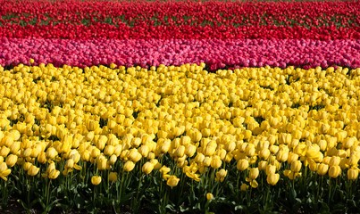 Tulips field