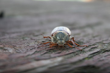 Bug