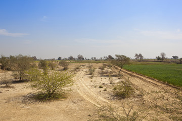Fototapeta na wymiar rajasthan landscape with wheat crop