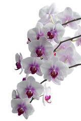 Fototapeta na wymiar Beautiful rose spotted orchid.