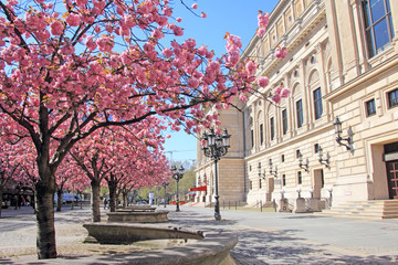 Frankfurt am Main im Frühling, alte Oper, Deutschland 