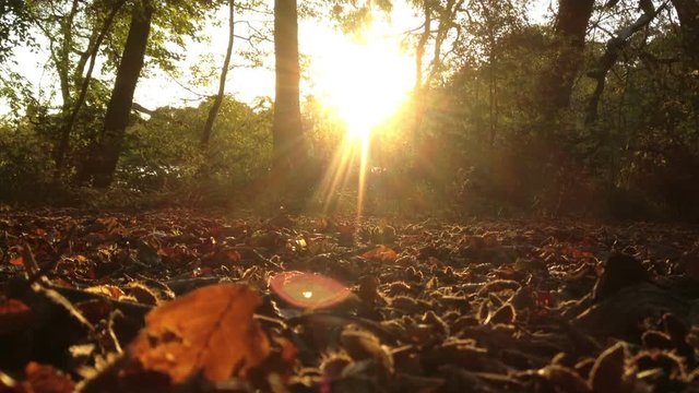 Sun is setting on a pretty Autumnal background with golden leaves 