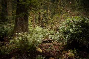 Lowland Winter Forest No. 3 Tacoma, Washington, 2015