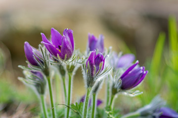 Pasque flower, beautiful first spring flower in natural background. Poland. - obrazy, fototapety, plakaty