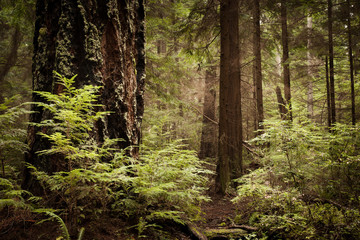 Lowland Winter Forest No. 7, Tacoma, Washington, 2015