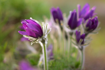 Fototapeta premium Pasque flower, beautiful first spring flower in natural background. Poland.