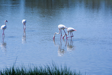 Beautiful landscape of a lagoon with flamingo birds