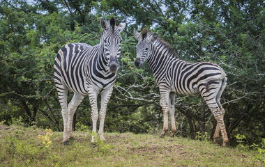 mother and young zebras in south africa in the wild nature