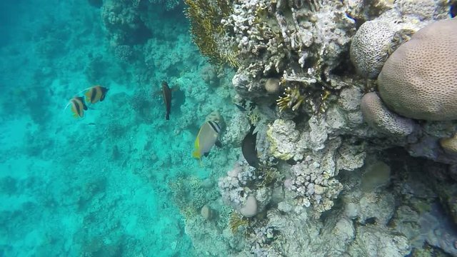 Fish swim near coral reefs. Slow motion,high speed camera 120 fps